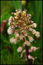Attēlu rezultāti vaicājumam “Petasites hybridus flower”