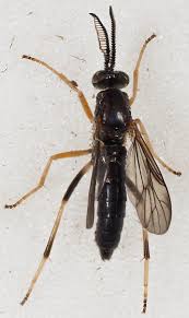 Attēlu rezultāti vaicājumam “Xylophagidae”