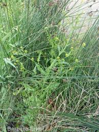 Attēlu rezultāti vaicājumam “Rorippa palustris leaf”