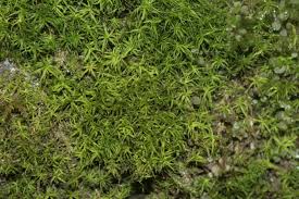 Attēlu rezultāti vaicājumam “Oxystegus tenuirostris”