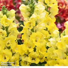 Attēlu rezultāti vaicājumam “Antirrhinum majus”