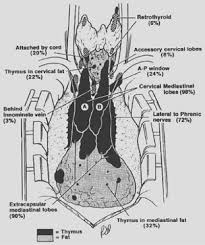 Image result for Thymus