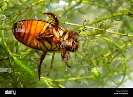Attēlu rezultāti vaicājumam “Dytiscus dimidiatus”