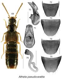 Attēlu rezultāti vaicājumam “Oenothera rubricauli”