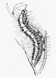 Attēlu rezultāti vaicājumam “Tischeria complanella larva”