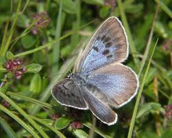 Attēlu rezultāti vaicājumam “Phengaris arion upperside”