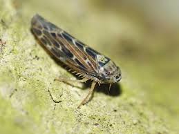 Attēlu rezultāti vaicājumam “Lamprotettix nitidulus”