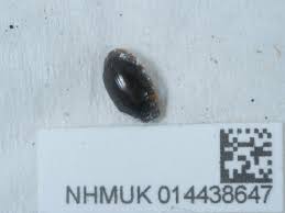 Attēlu rezultāti vaicājumam “Enochrus affinis”