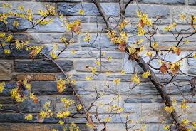 Attēlu rezultāti vaicājumam “Hamamelis mollis flower”