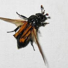 Attēlu rezultāti vaicājumam “Nicrophorus investigator imago”