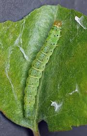 Attēlu rezultāti vaicājumam “Carpatolechia proximella”