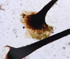 Attēlu rezultāti vaicājumam “Stemonitopsis typhina stalked”