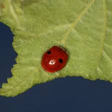 Attēlu rezultāti vaicājumam “Adalia bipunctata imago”