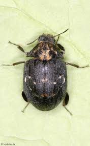 Attēlu rezultāti vaicājumam “Byrrhidae”