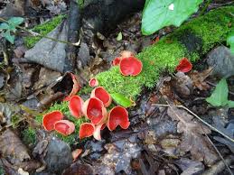 Attēlu rezultāti vaicājumam “Sarcoscypha austriaca var. lutea”