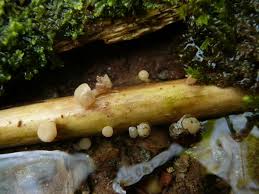 Attēlu rezultāti vaicājumam “Cudoniella clavus”