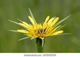 Attēlu rezultāti vaicājumam “Tragopogon heterospermus leaf”