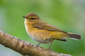 Image result for Phylloscopus ibericus