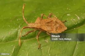 Attēlu rezultāti vaicājumam “Coreus marginatus nymph”