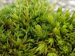 Attēlu rezultāti vaicājumam “Orthotrichum diaphanum”