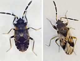 Attēlu rezultāti vaicājumam “Scolopostethus thomsoni”