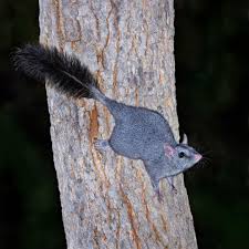 Image result for Furgaleus macki