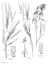 Attēlu rezultāti vaicājumam “Anisantha tectorum”