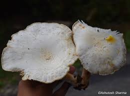 Attēlu rezultāti vaicājumam “Lentinus lepideus”