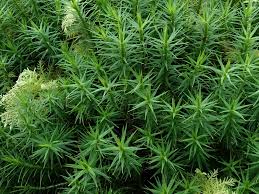 Attēlu rezultāti vaicājumam “Polytrichum commune var. perigoniale”