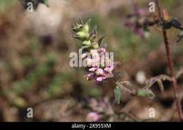 Attēlu rezultāti vaicājumam “Odontites vulgaris fruit”