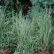 Attēlu rezultāti vaicājumam “Calamagrostis canescens leaf”