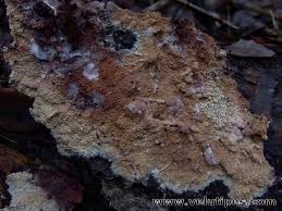 Attēlu rezultāti vaicājumam “Phlebia centrifuga”