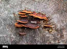 Attēlu rezultāti vaicājumam “Inonotus radiatus”