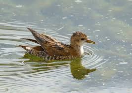 Image result for Porzana parva