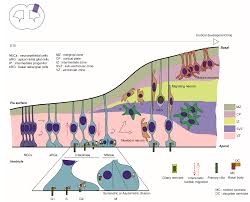 Attēlu rezultāti vaicājumam “Perichaena corticalis sessile”