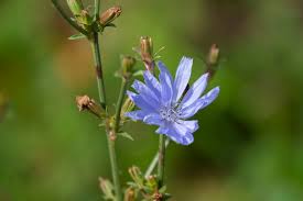 Attēlu rezultāti vaicājumam “Cichorium intybus flower”
