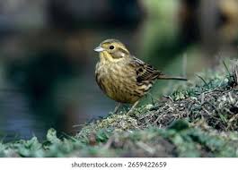 Attēlu rezultāti vaicājumam “Emberiza citrinella adult”