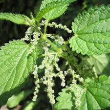 Attēlu rezultāti vaicājumam “Urtica dioica fruit”