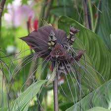 Image result for Tacca chantrieri