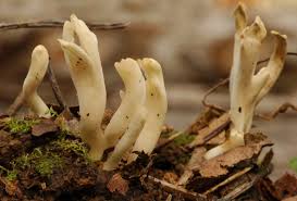 Attēlu rezultāti vaicājumam “Clavulina rugosa”