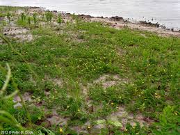 Image result for Potentilla anserina