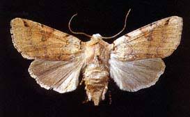 Attēlu rezultāti vaicājumam “Agrochola litura”