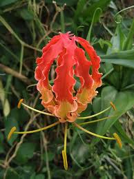 Attēlu rezultāti vaicājumam “Colchicaceae”