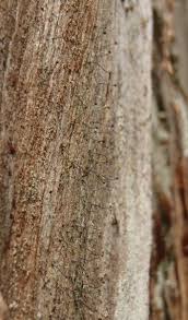 Attēlu rezultāti vaicājumam “Chaenotheca phaeocephala”