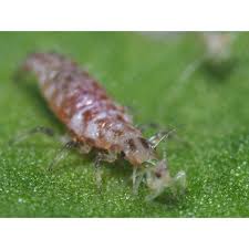 Attēlu rezultāti vaicājumam “Chrysopa”