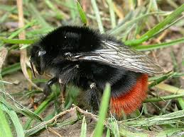 Attēlu rezultāti vaicājumam “Bombus lapidarius”