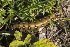 Attēlu rezultāti vaicājumam “Hyles gallii”