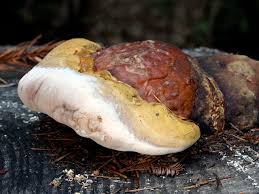 Attēlu rezultāti vaicājumam “Fomitopsis pinicola”