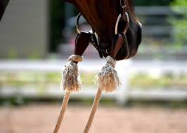 Image result for East Flegg Riding Club