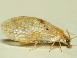 Attēlu rezultāti vaicājumam “Hemerobius perelegans”